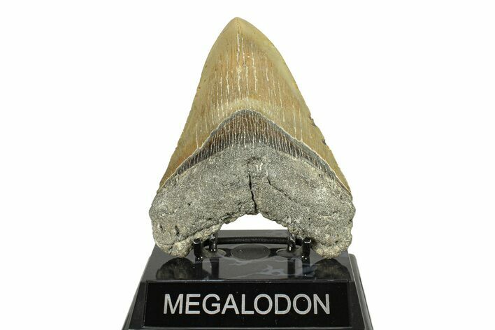 Fossil Megalodon Tooth - North Carolina #275533